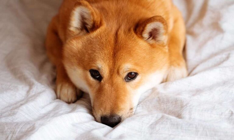 shibainu downtrend cover