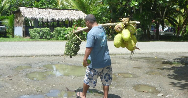 BREADFRUIT Carrying20harvested20fruit20Kosrae20P102057020C2A920DR